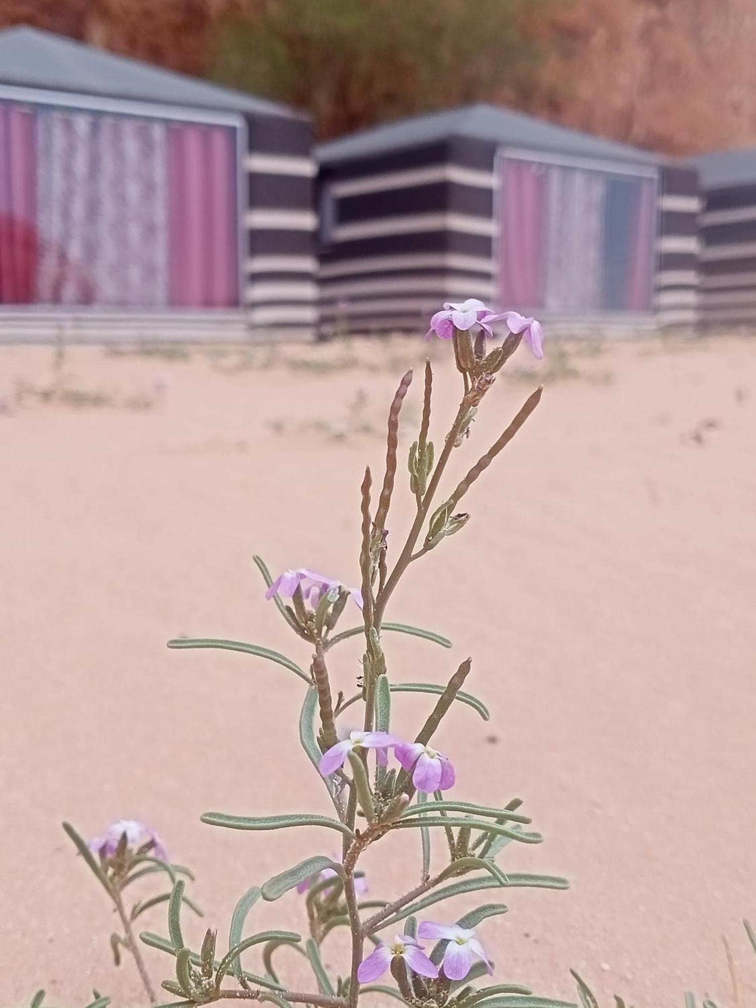 Shahrazad Desert, Wadi Rum Phòng bức ảnh